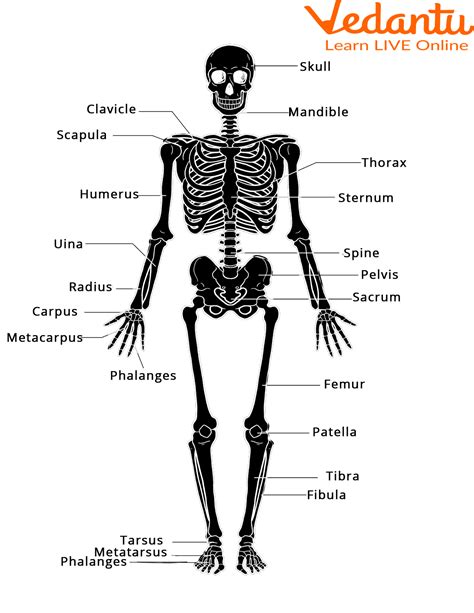 A diagram of the skeletal system, highlighting its structure and function